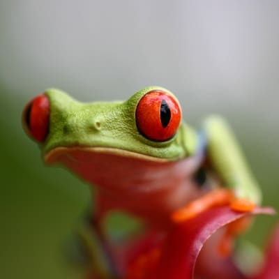 Rondreis Costa Rica, 16 dagen