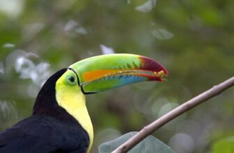 Groepsrondreis Costa Rica Hoogtepunten