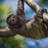 Costa Rica rondreis langs nevelwouden en vulkanen